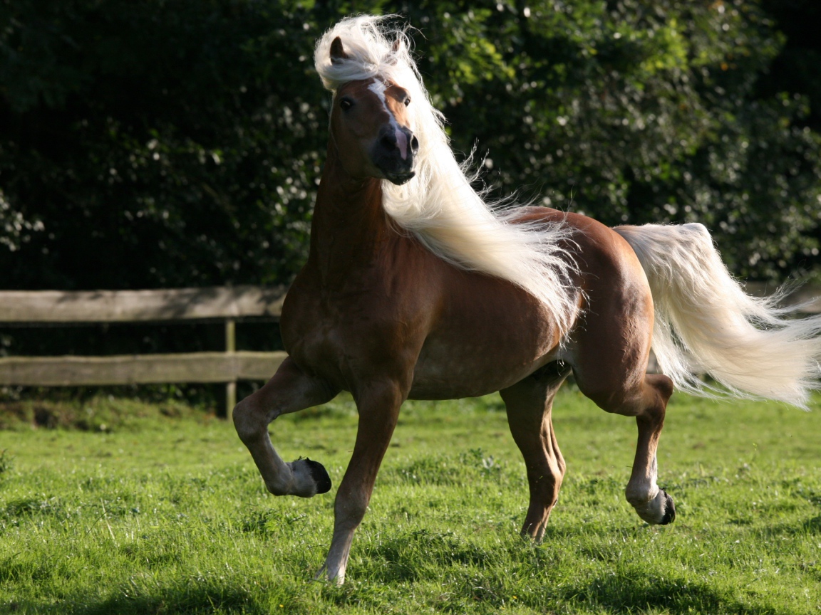 Лошадь домашняя