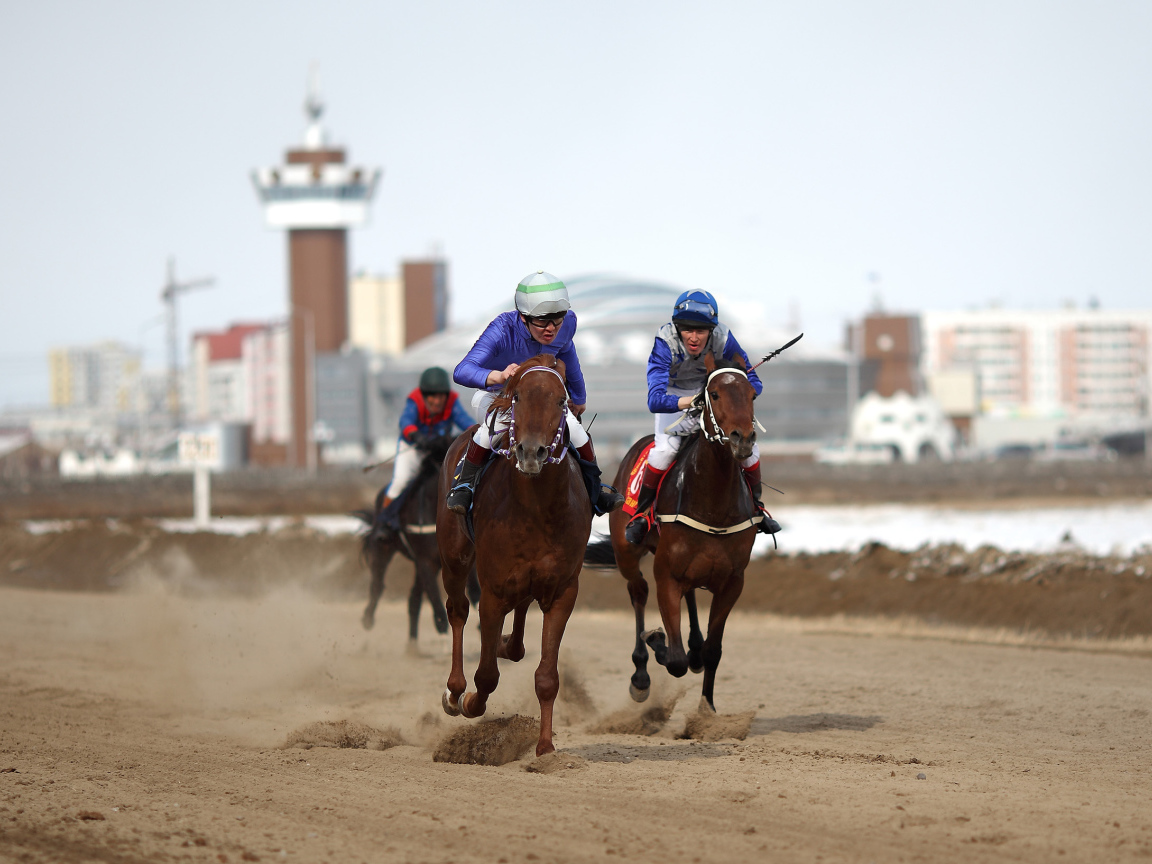Лошади скакуны