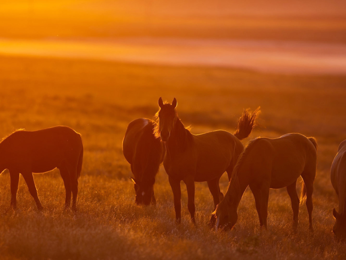 Легкие лошади