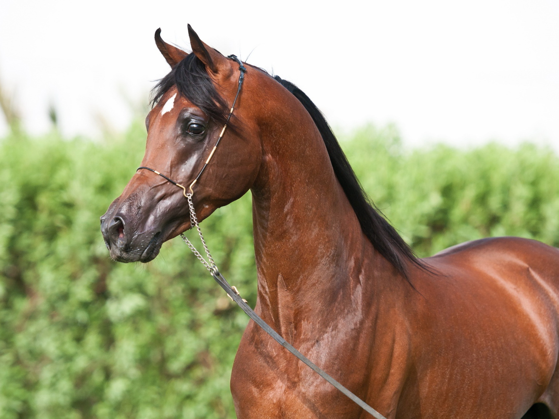 Маленькая лошадь