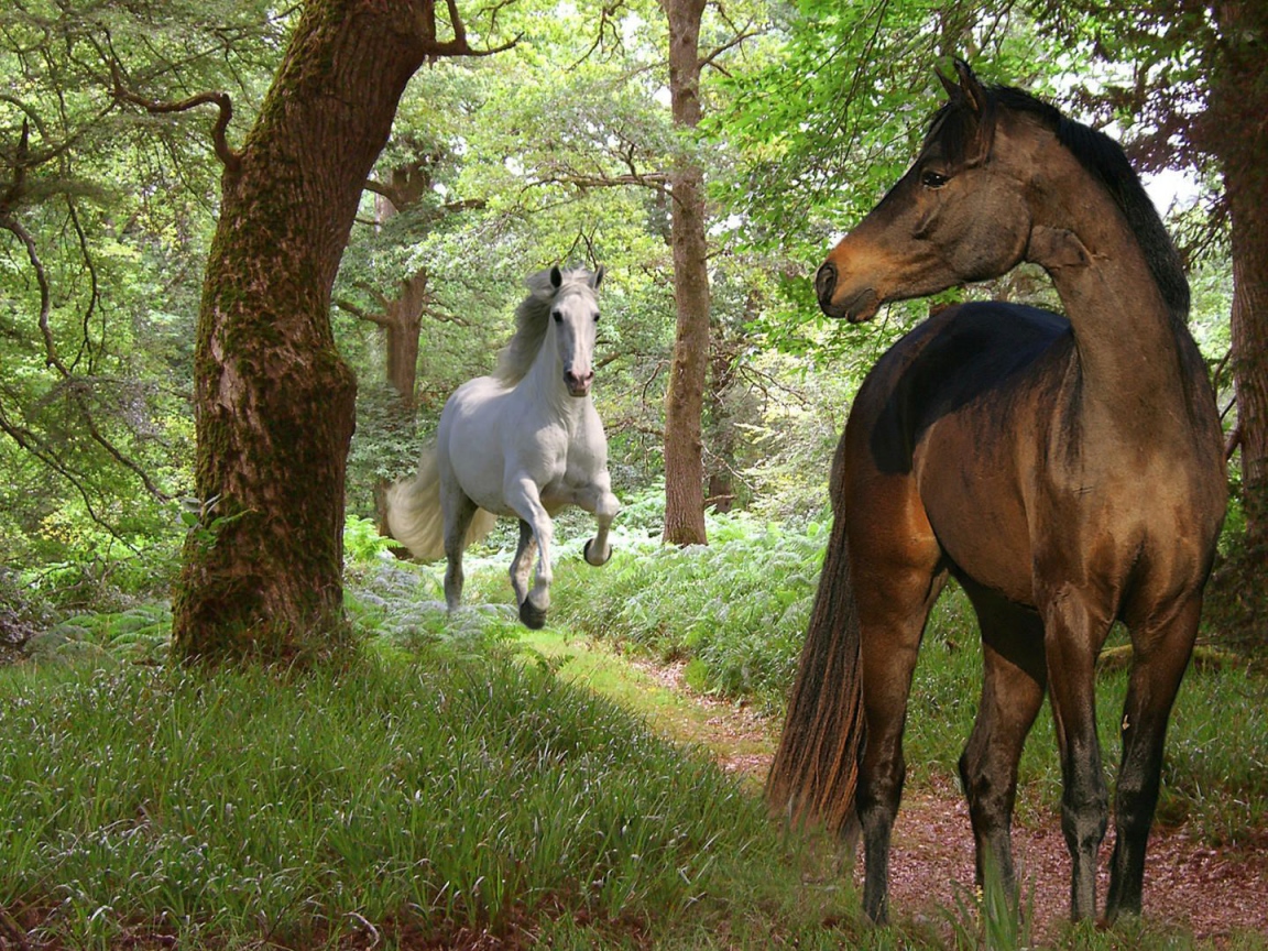 Самые красивые лошади