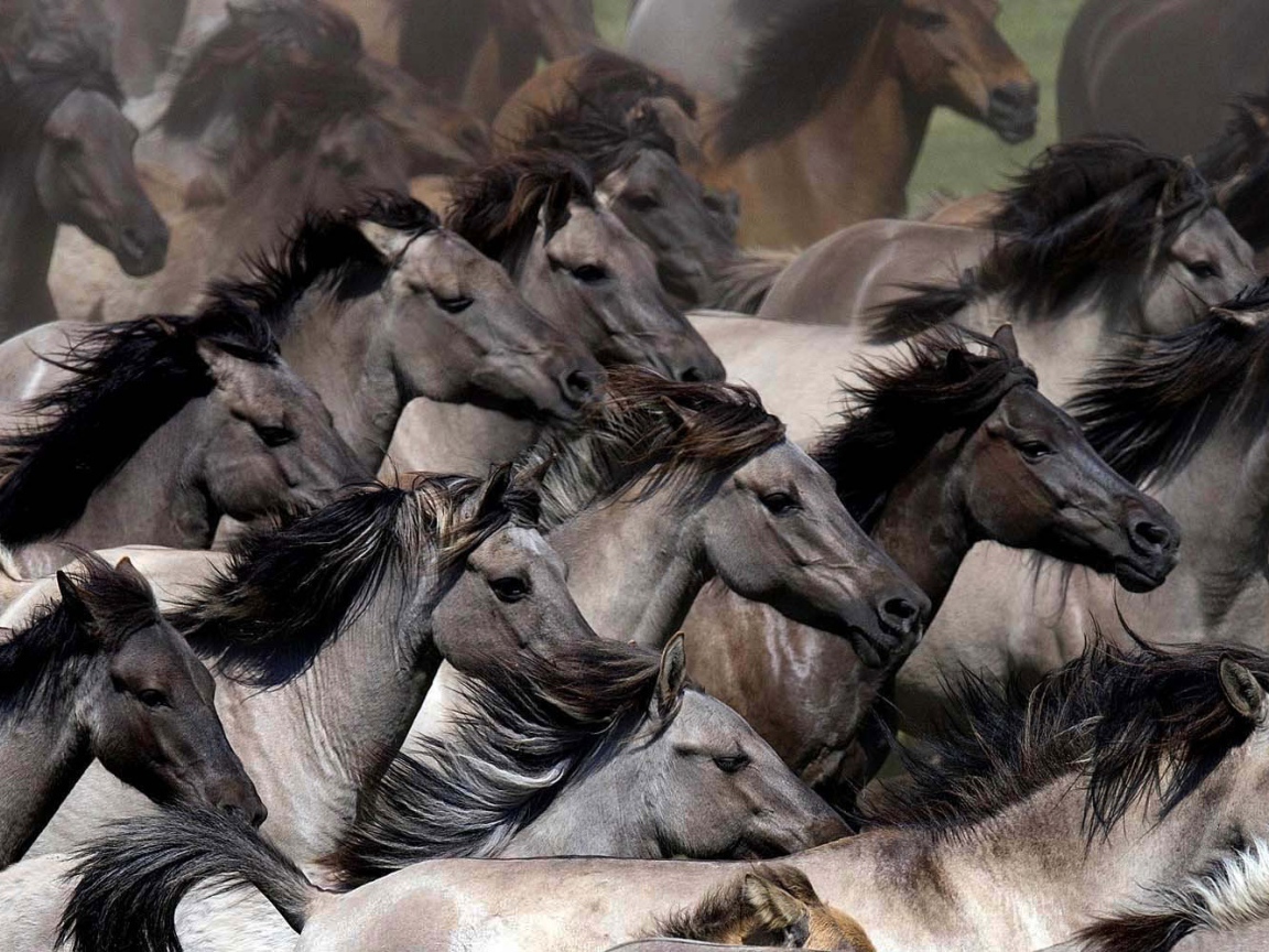 Планета лошадей