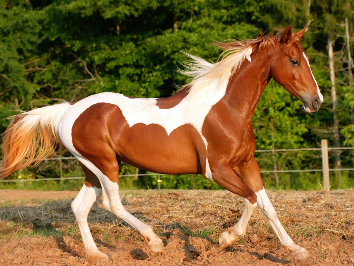 Верховая лошадь