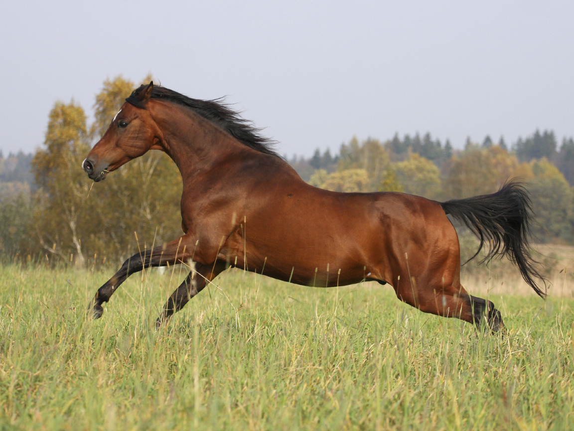 Умная лошадь