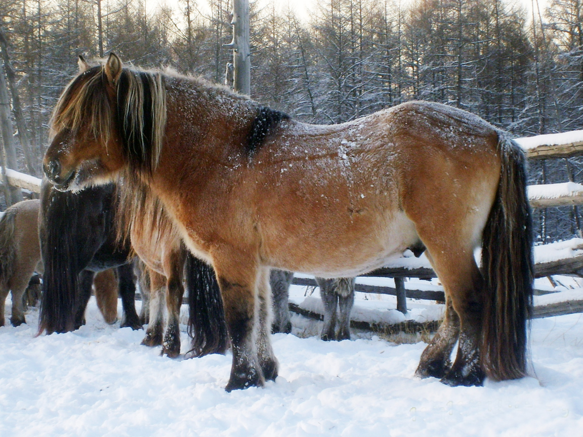 Сильные лошади
