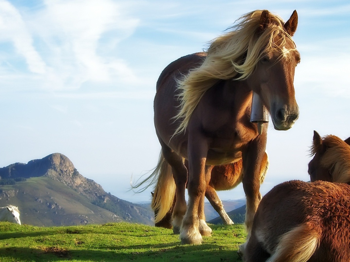 Лошадь и жеребенок на траве
