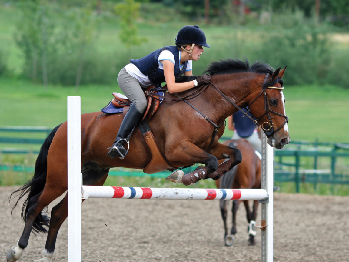 Самая дорогая лошадь в мире