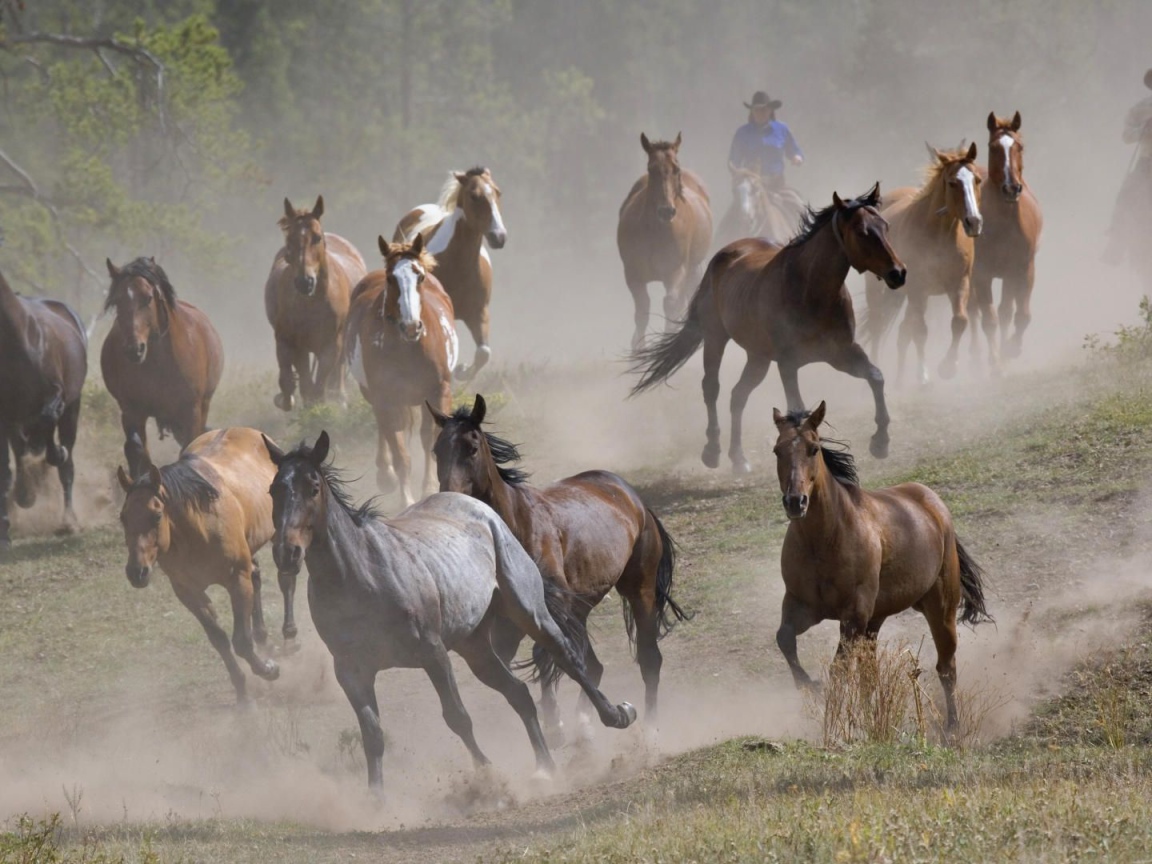 Тысяча лошадей