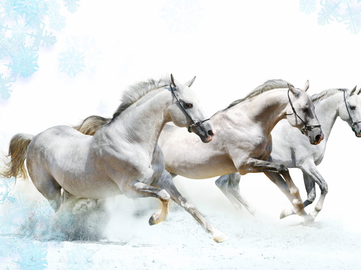 Тройка лошадей