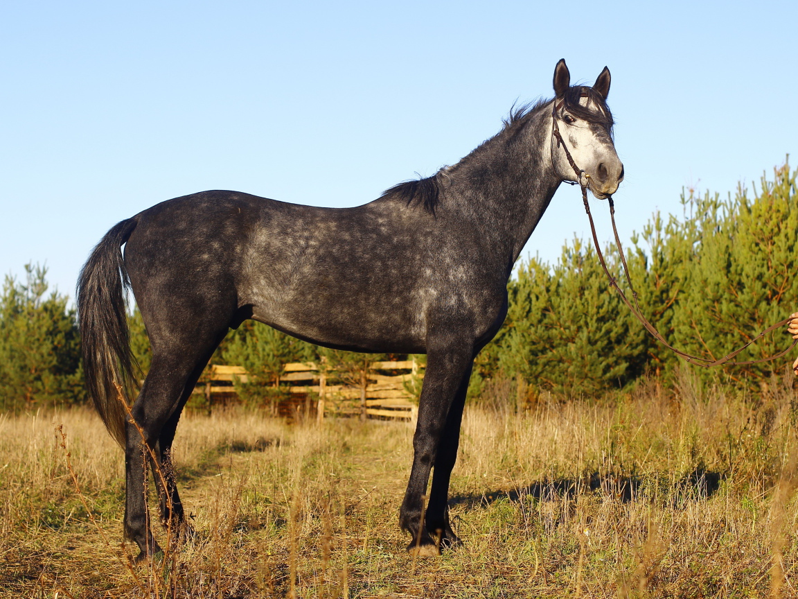 Рысистые лошади