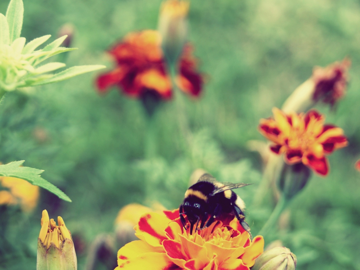 Шмель сидит на цветке