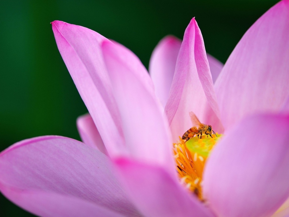 Пчела на лилии