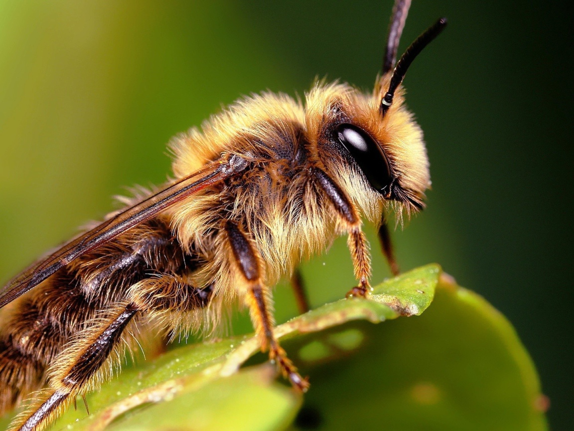 Насекомое на листке