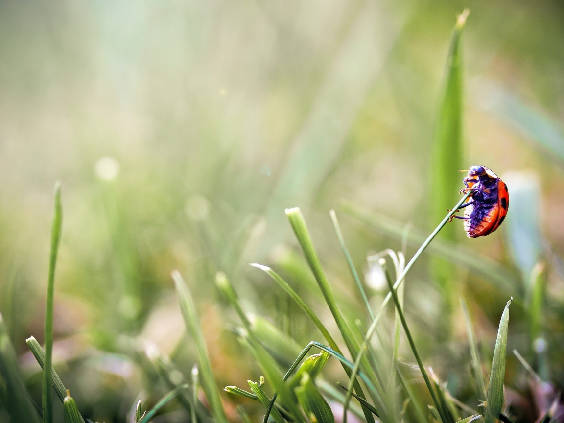 Божья коровка на травинке