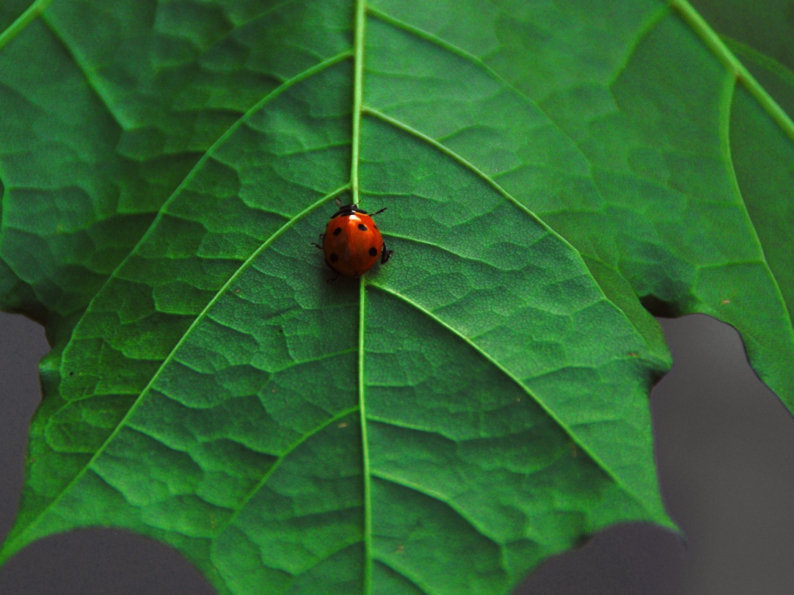 Божья коровка на клене