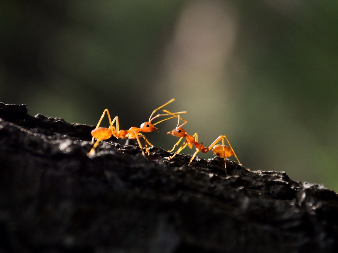 Два муравья