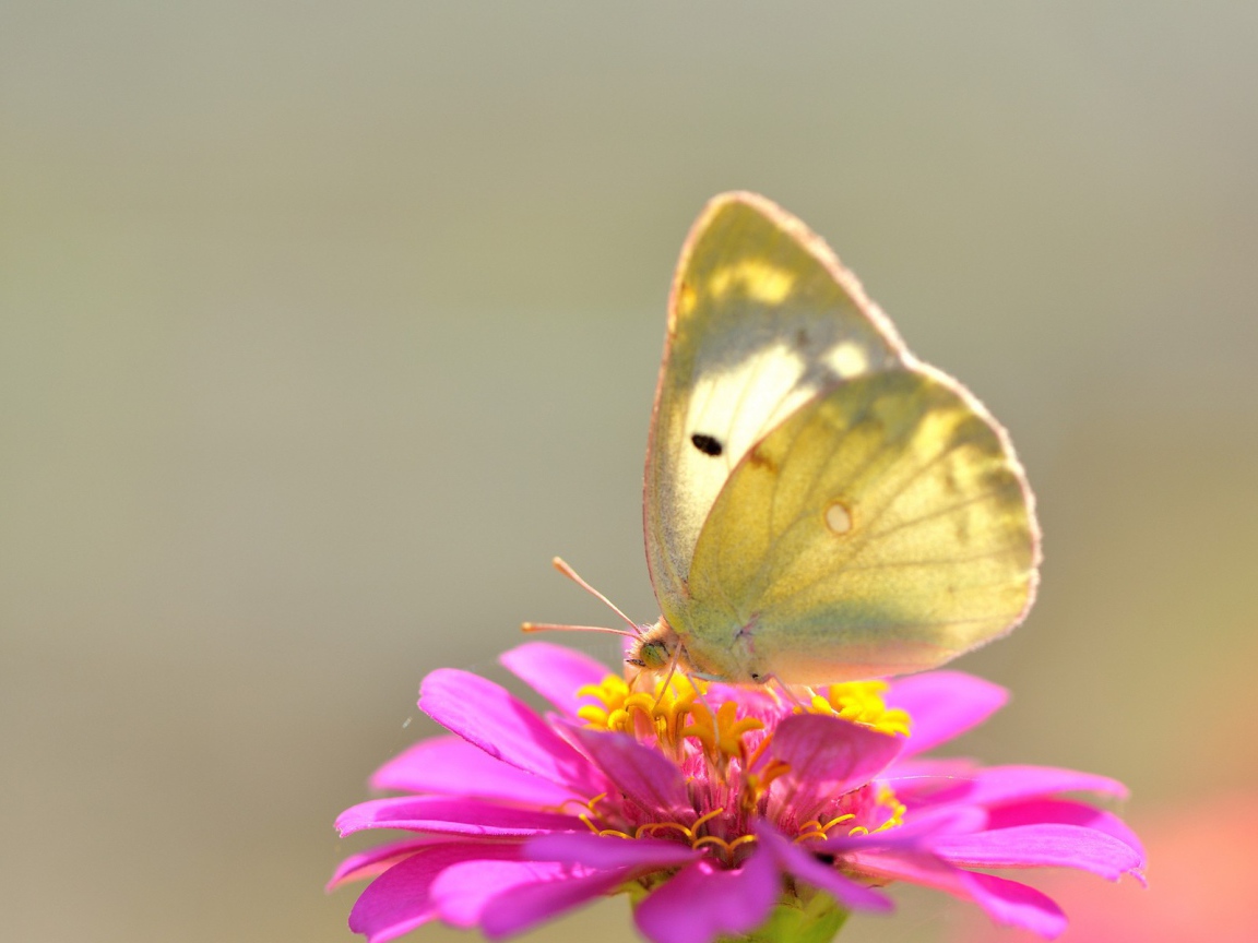 Желтая бабочка на розовом цветке
