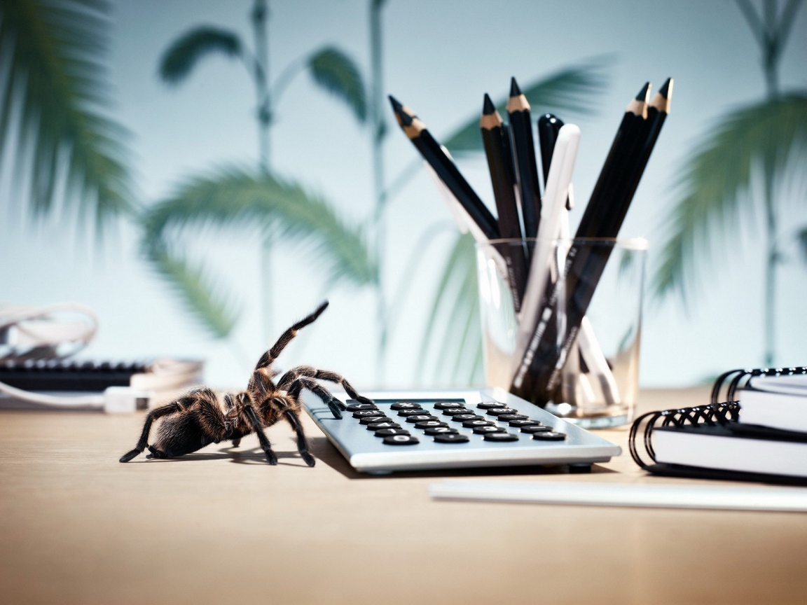 Паук у калькулятора