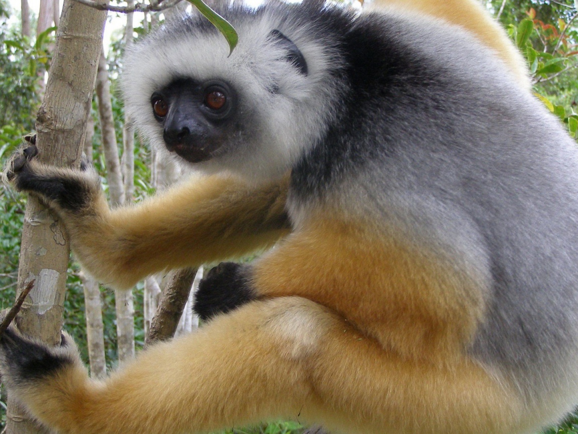 Обезьяна лезет на дерево