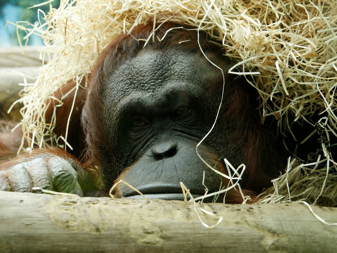 Горилла спряталась