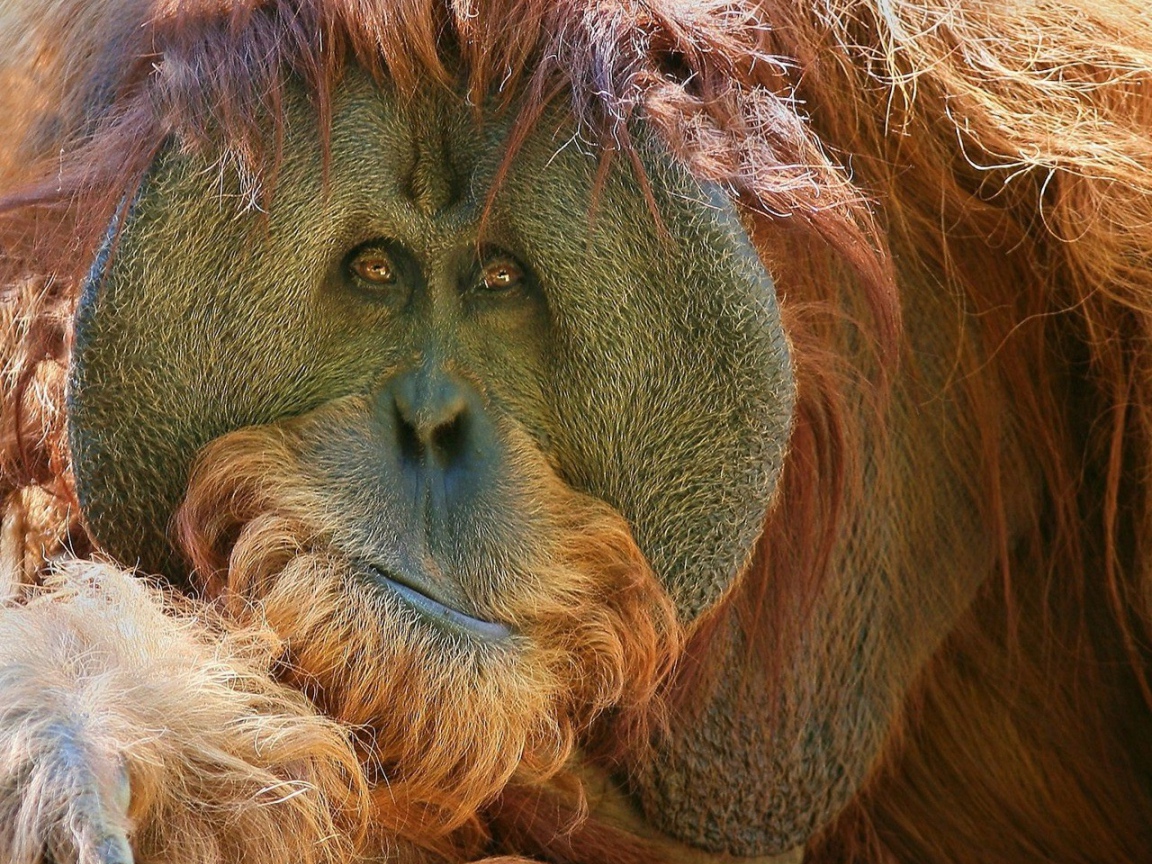 Взгляд обезьяны