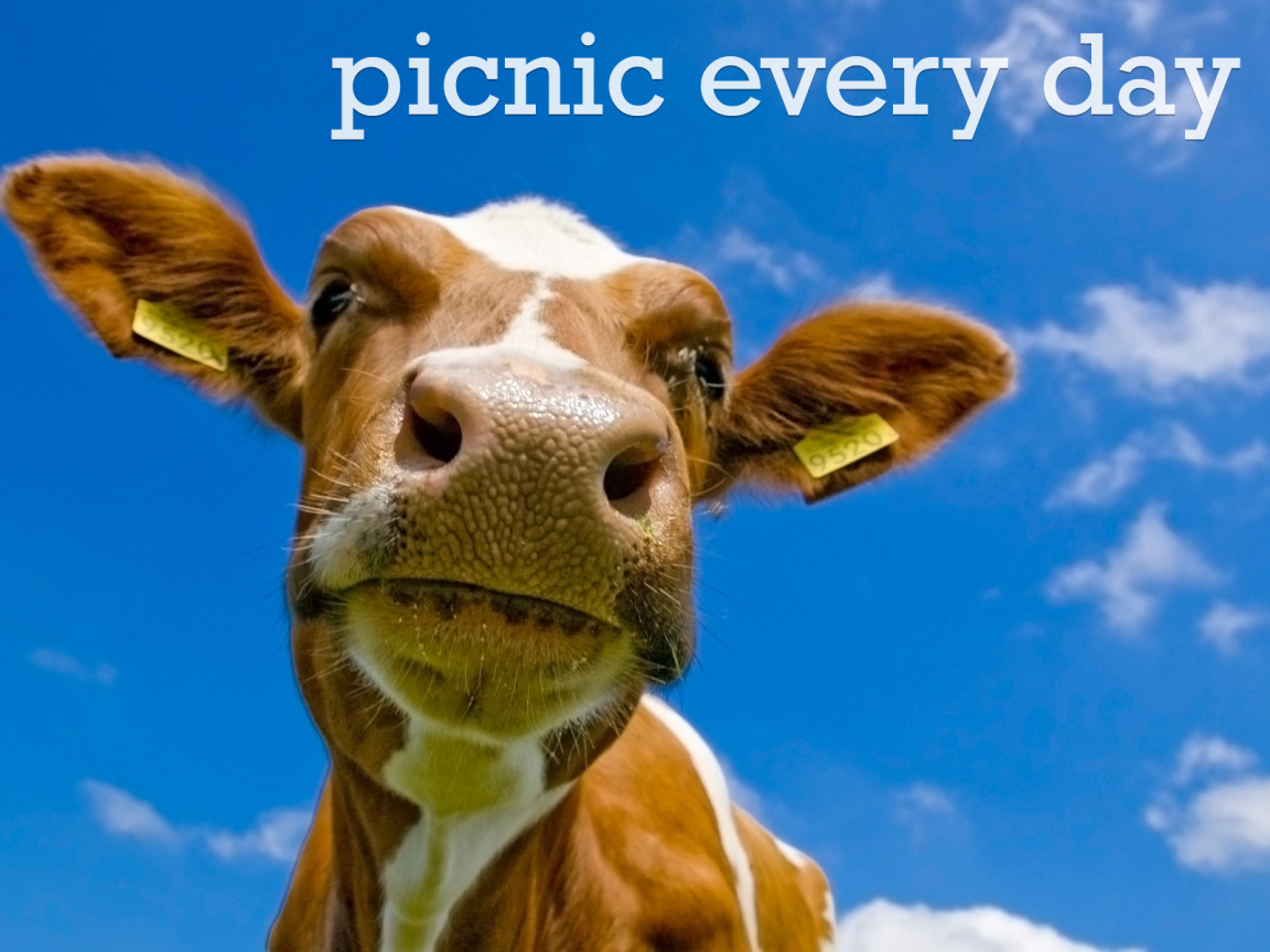 На пикнике каждый день