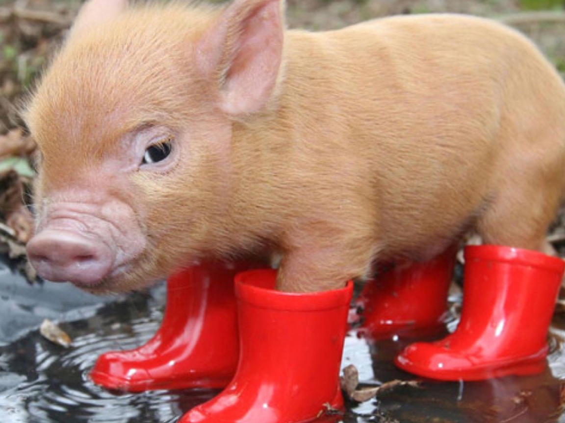 Поросенок в сапогах
