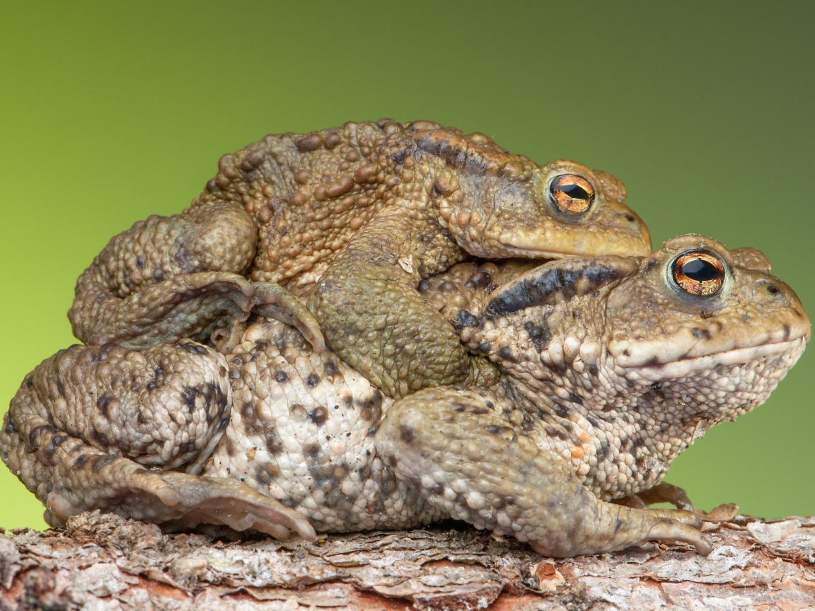 Милая парочка