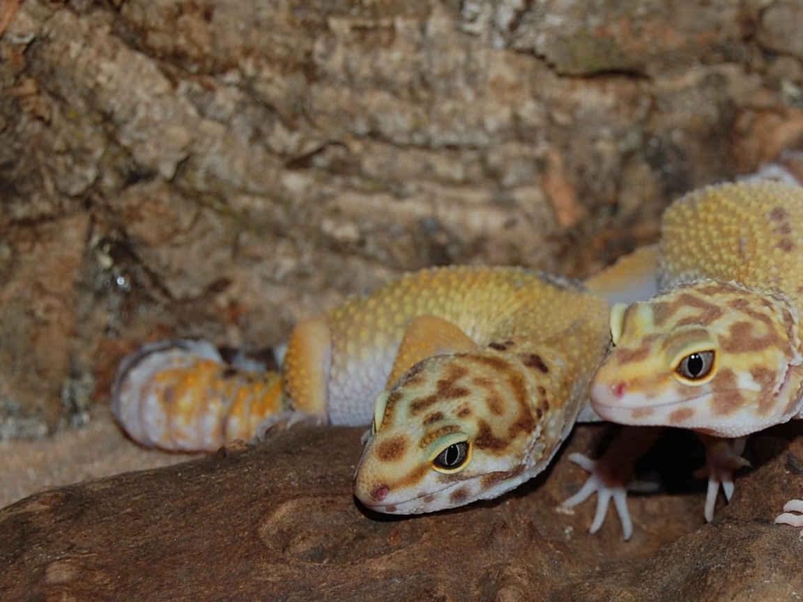 Две ящерицы