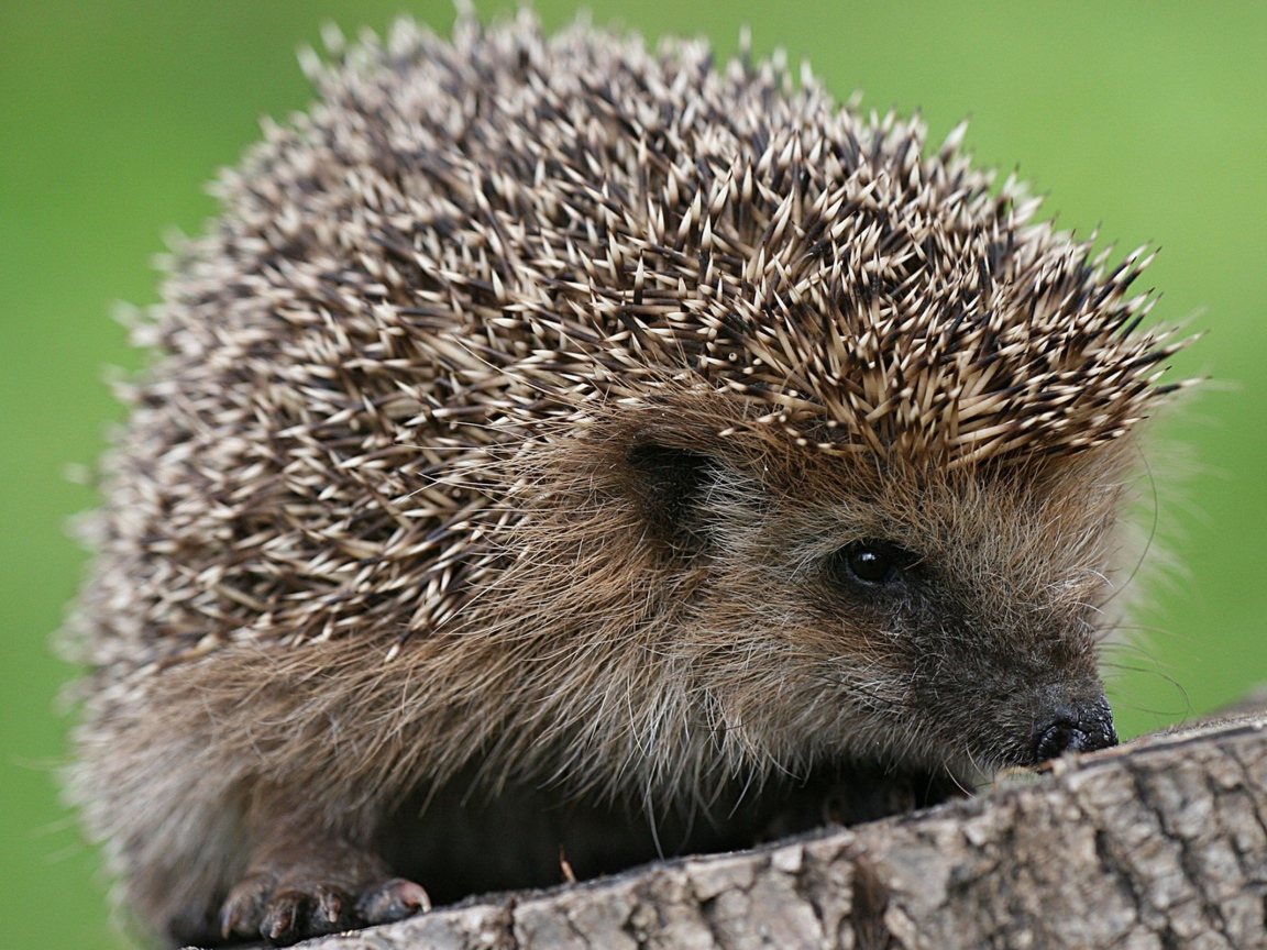 Ёжик сидит на пне