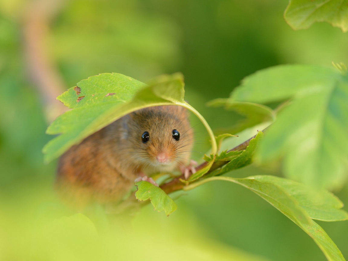 Mouse on a branch