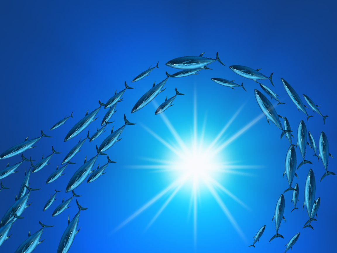 Плывет стая тунцов