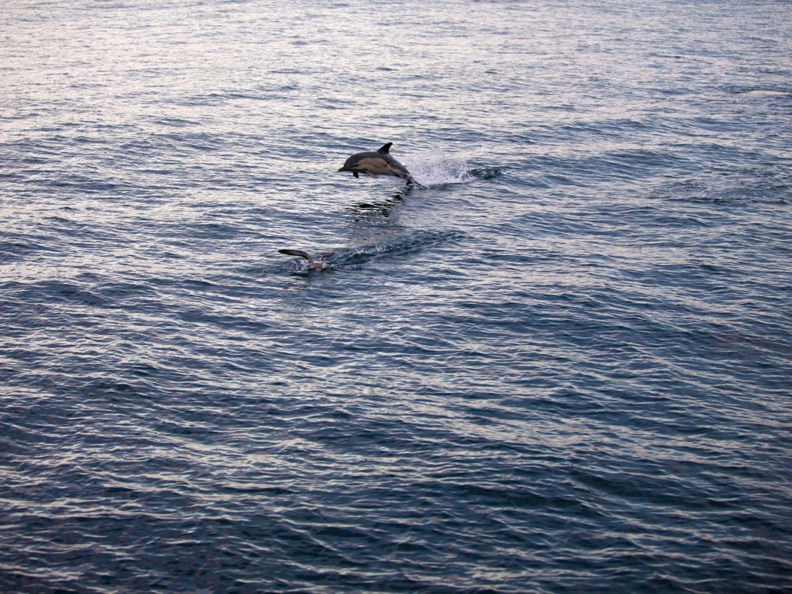 Дельфин выпрыгнул из воды