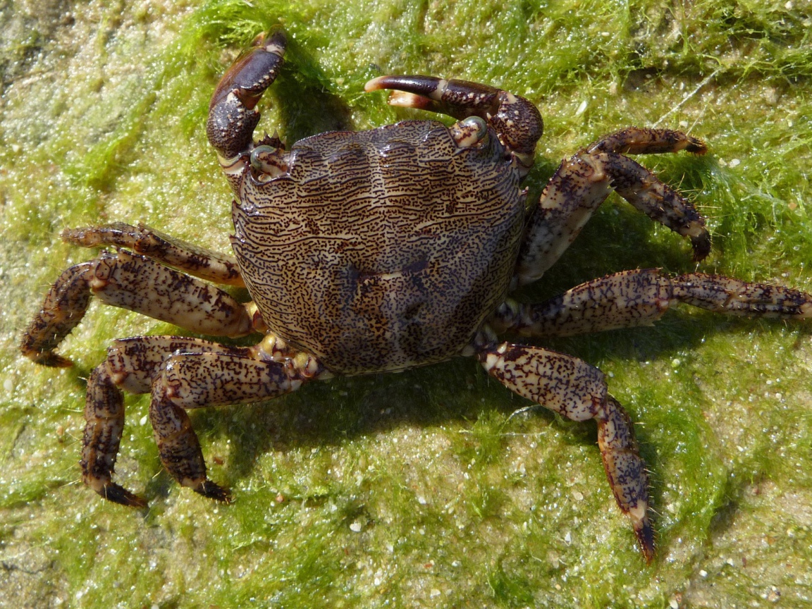 Морской краб