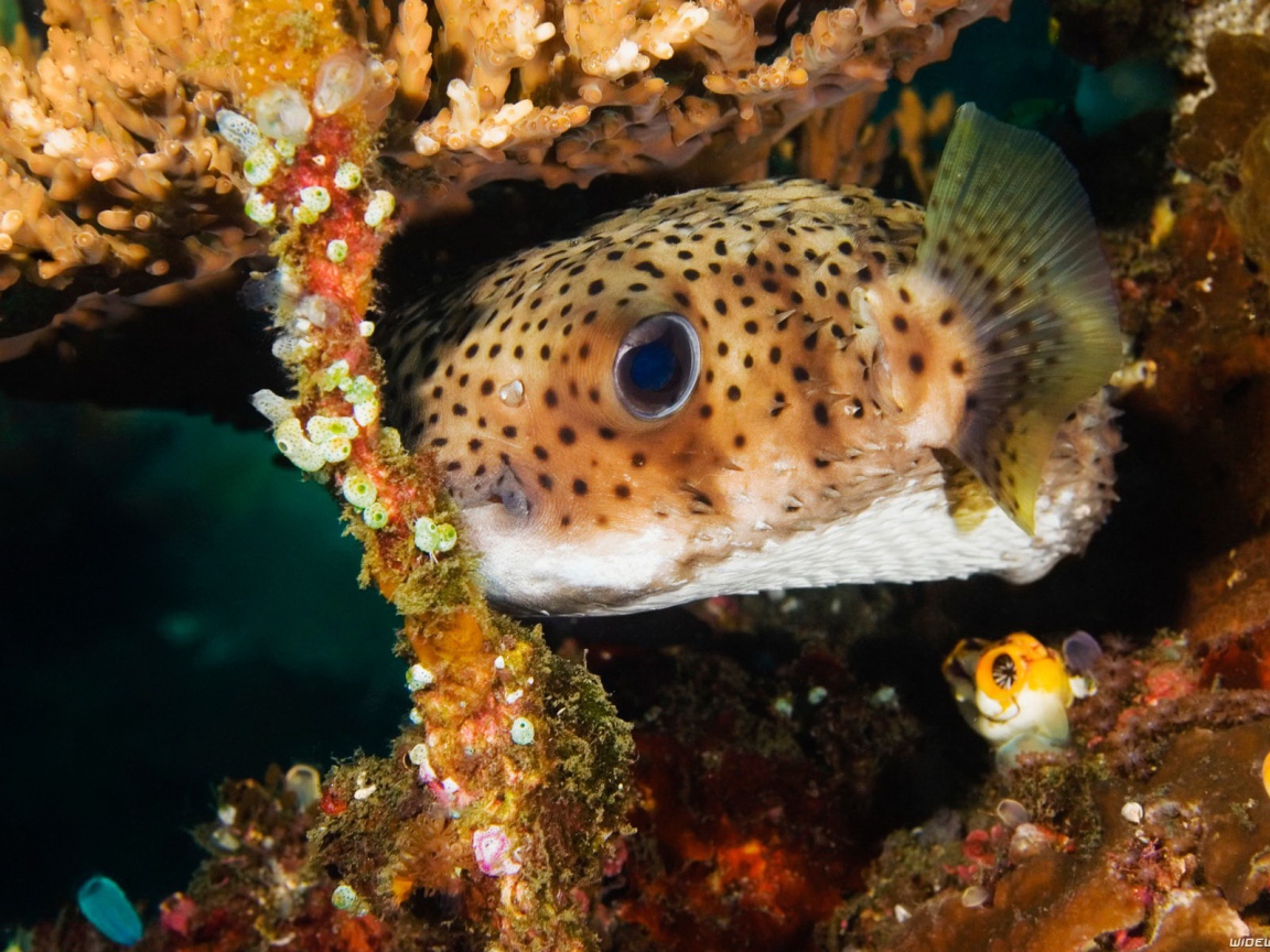 Пятнистая коралловая рыба
