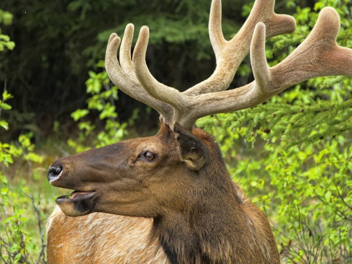 Олень трубит