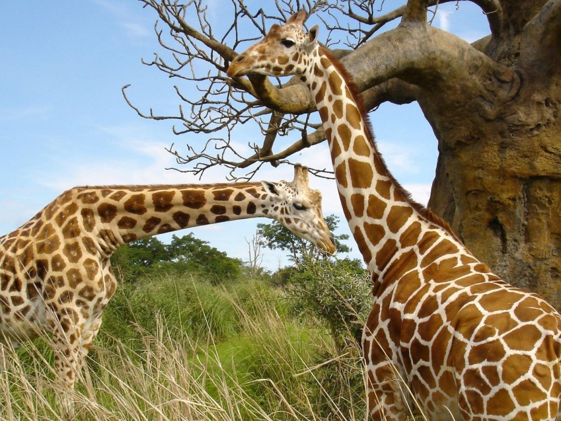 Giraffes about baobab