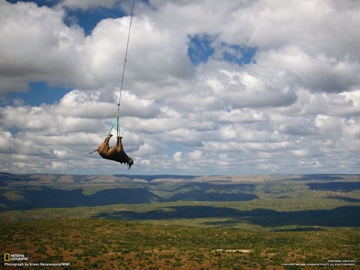 Перевозка носорога на вертолете