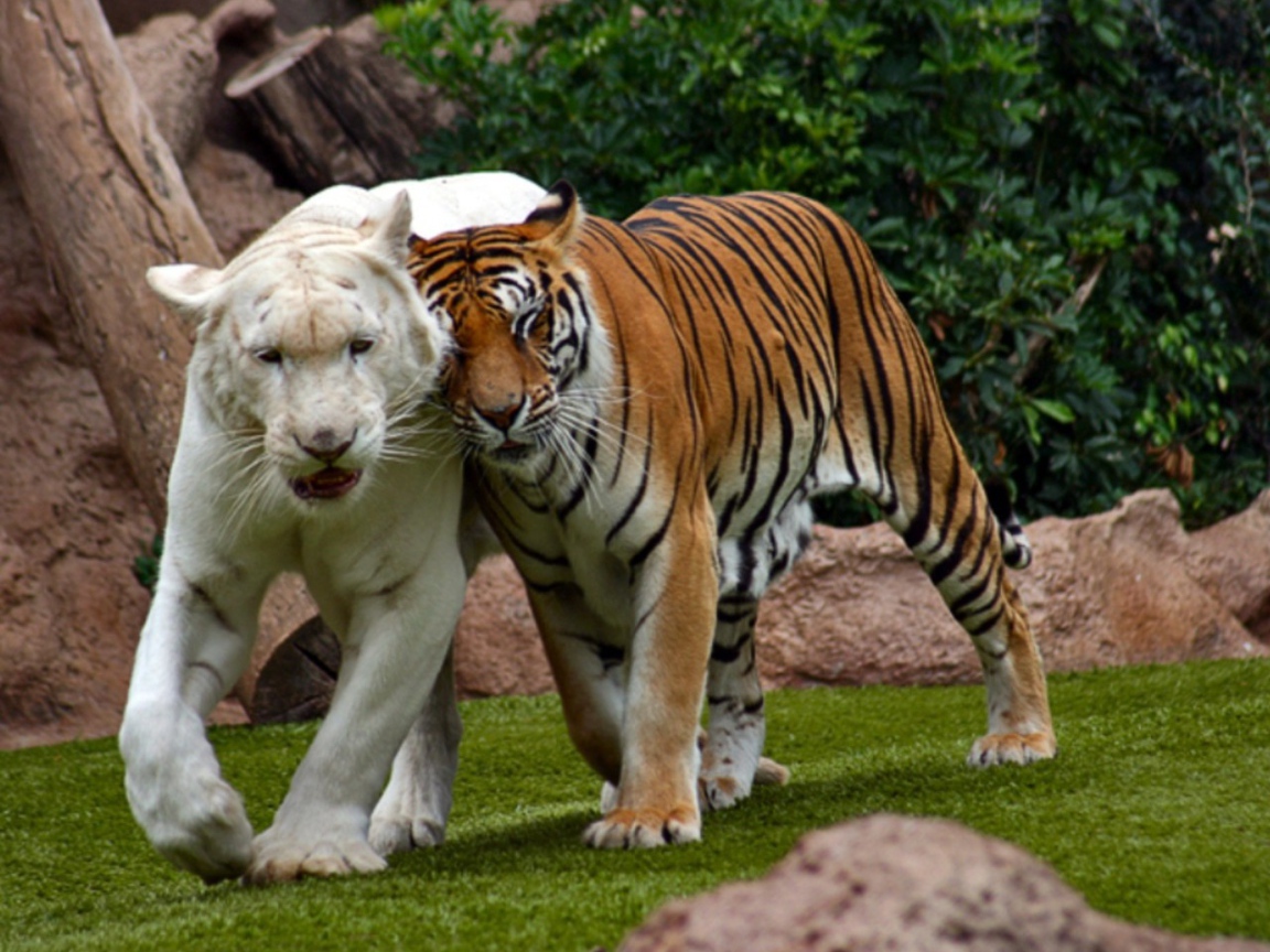 Бенгальский тигр альбинос