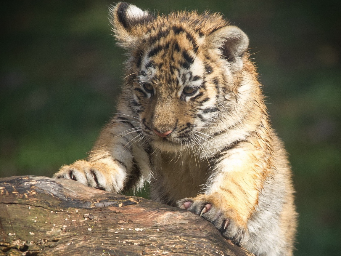 Тигренок царапает дерево