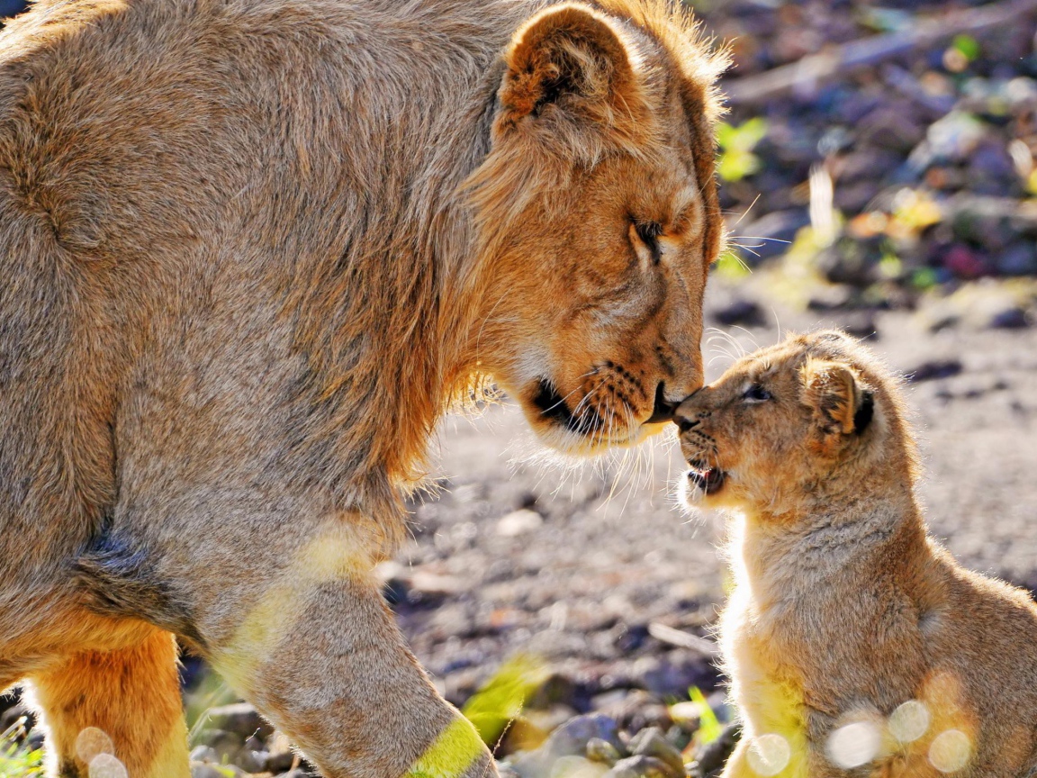 Львица и львенок