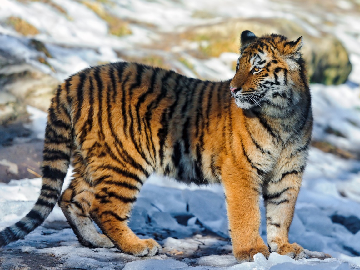 Полосатый тигр на снегу