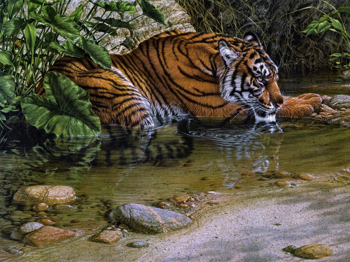 Тигр лежит у воды