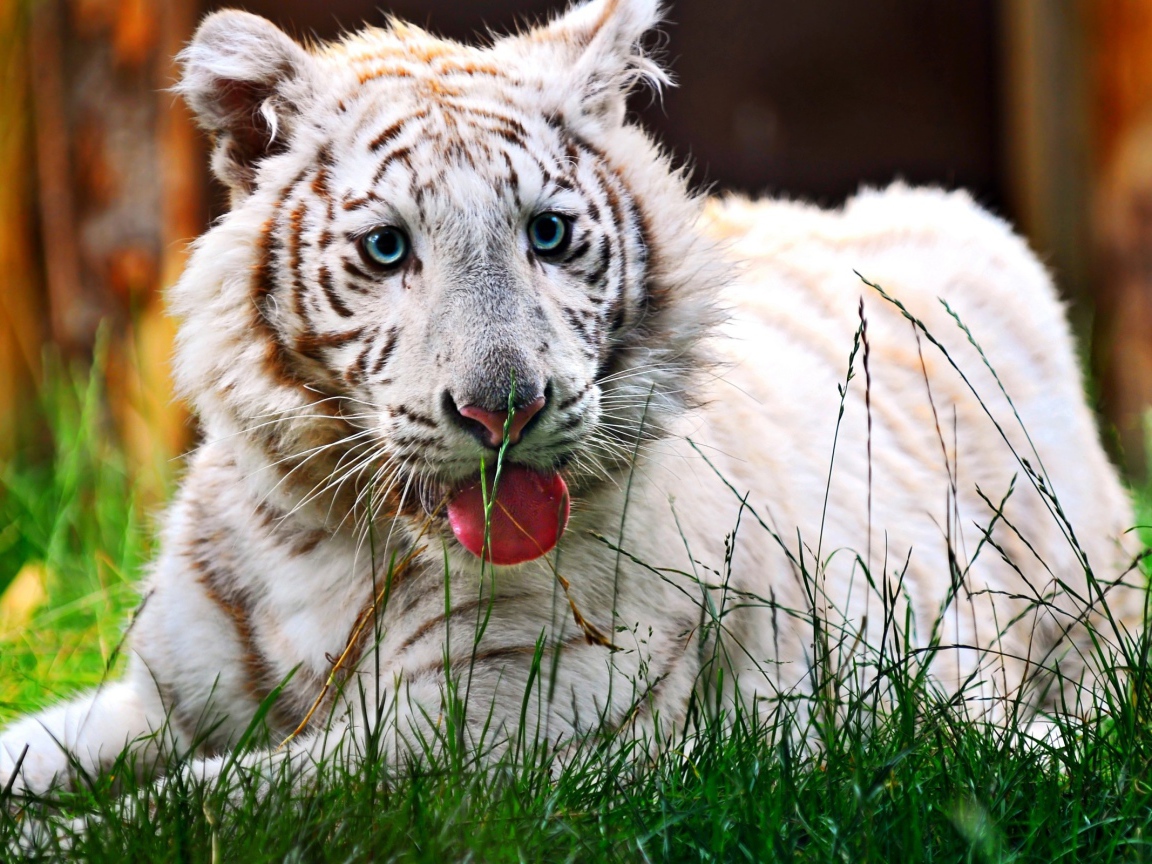 Белый тигренок