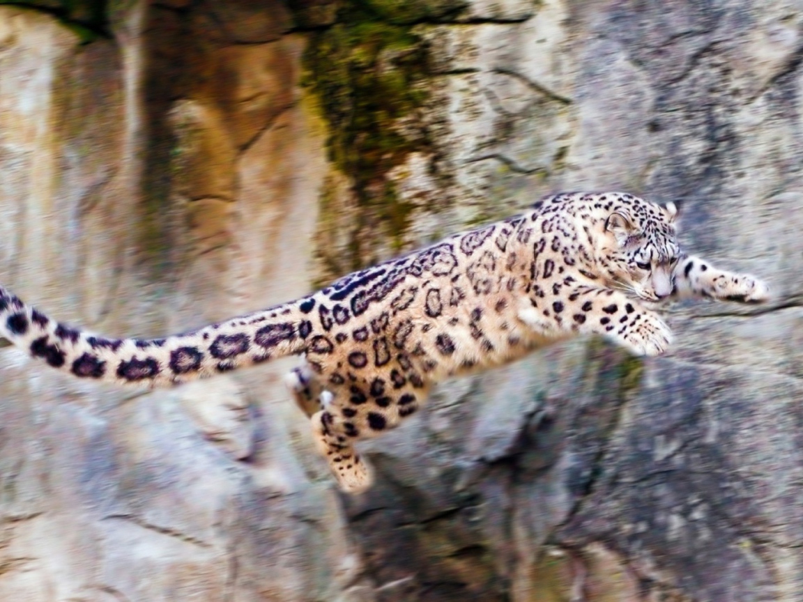 Снежный барс прыгает со скалы