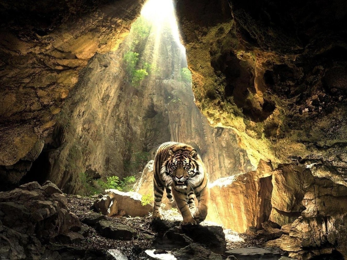 Тигр в пещере