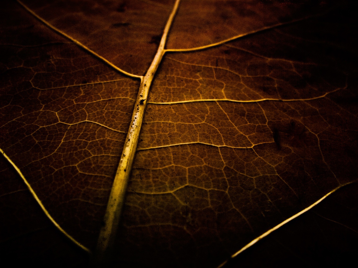 Фон высохший лист