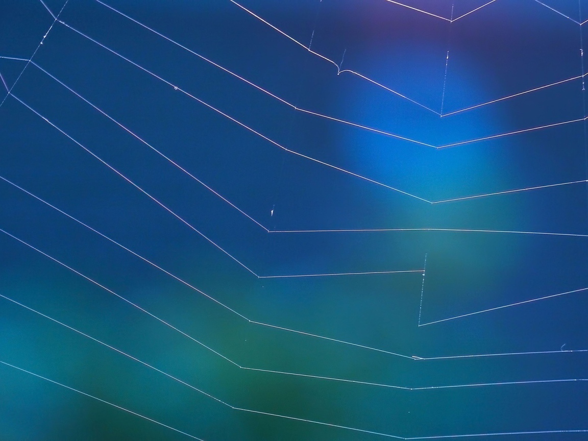 Мировая паутина