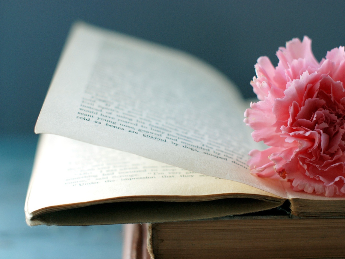 Цветок на книге