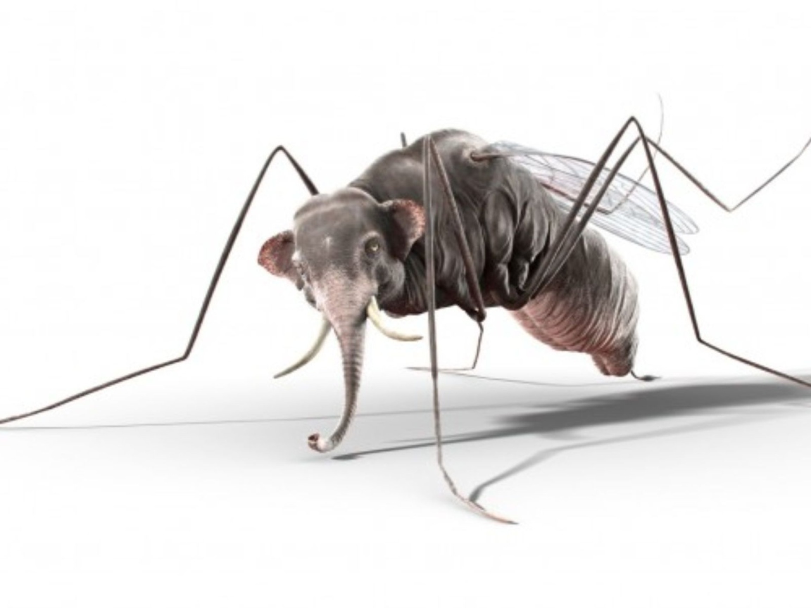 Комар с головой слона